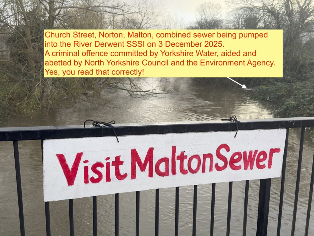 Sewage pollution of the River Derwent SSSI, Norton, Malton 2025. Yorkshire Water pumping raw sewage into the river as a means of flood alleviation.